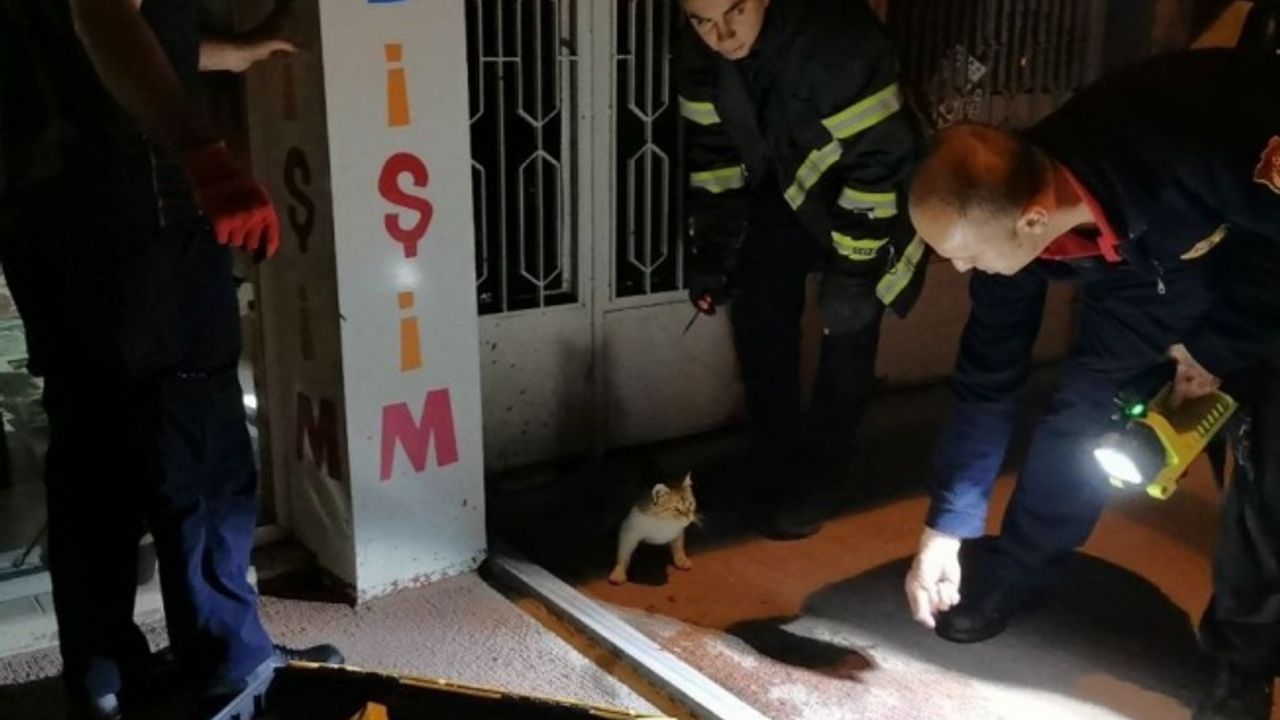 Anne kedi tabelaya sıkışan yavrusu kurtarılana kadar başından ayrılmadı