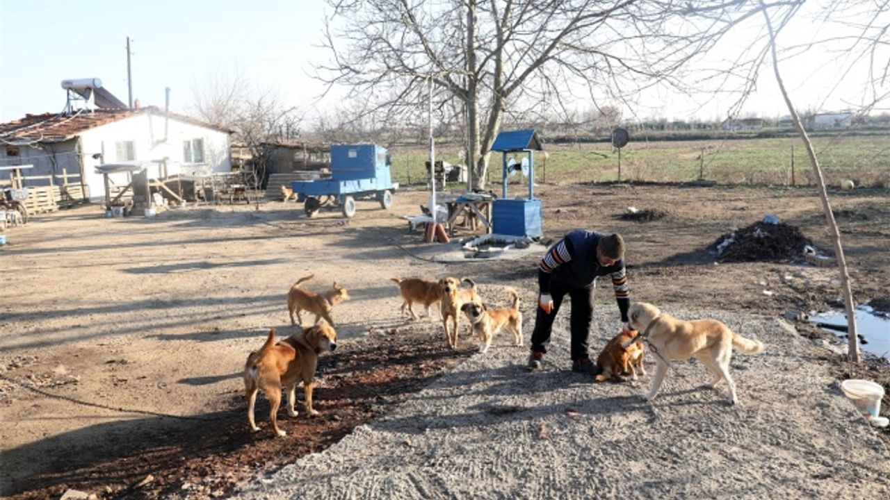 Emekli postacı salgın döneminde bahçesini sokak hayvanlarına açtı