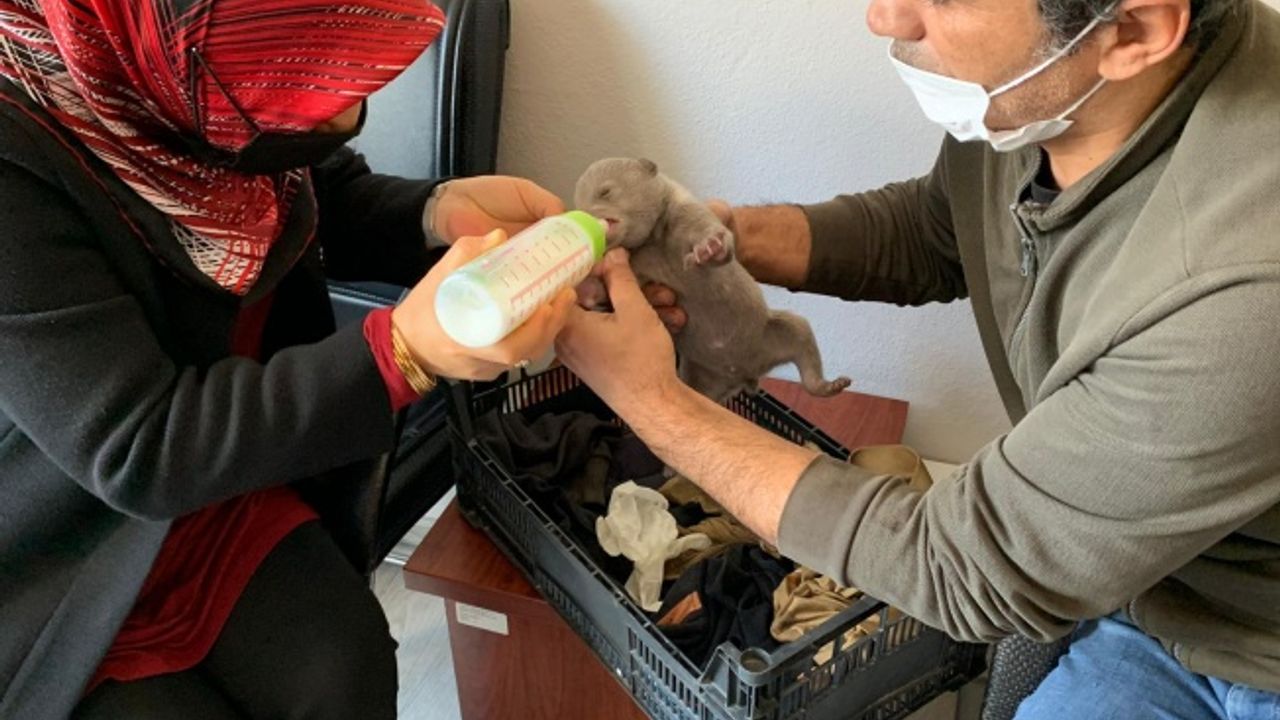 Ormanda donmak üzereyken bulunan yavru ayı tedaviye alındı