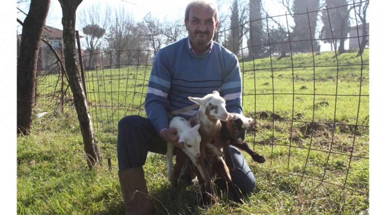 Pide ustası salgın sürecinde koyun yetiştiricisi oldu