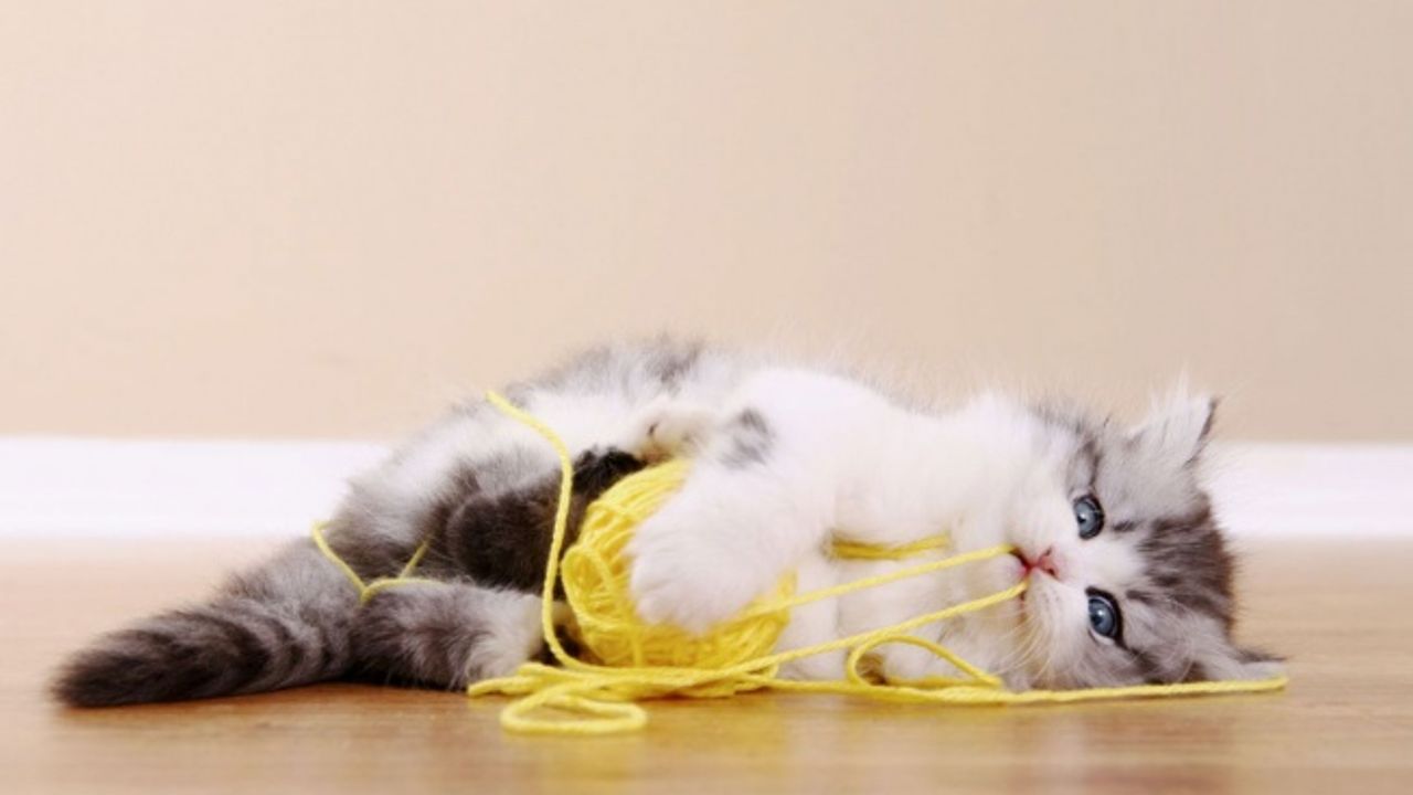 Kedi ve köpeklerin yuttuğu yabancı cisimler hayatlarını riske edebilir!