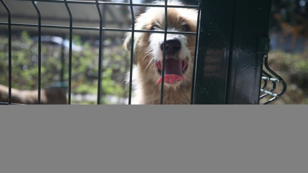 Sakarya'da açılan barınak sokak hayvanlarına "yuva" olacak