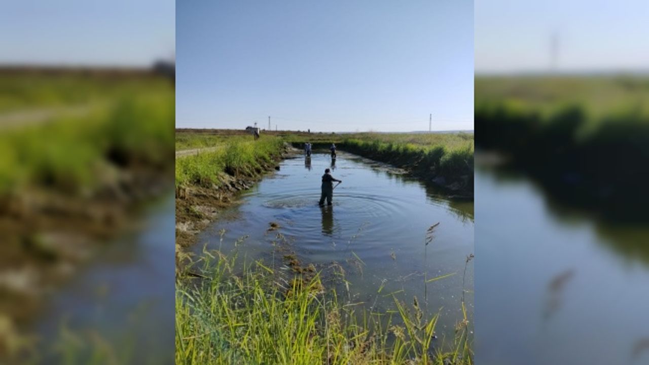 Trakya'da 5 milyon sazan balığı göl ve göletlere bırakılacak