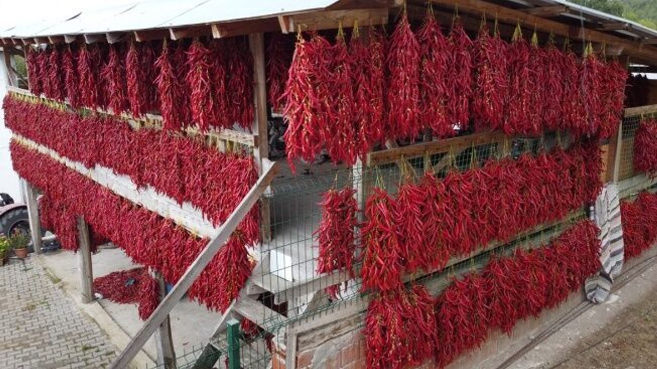 “Çukurören biberi“nde kurutma mesaisi köyü adeta kırmızıya boyuyor