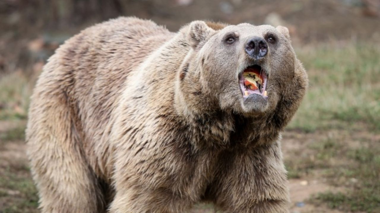 Ovakorusu'nda ayılar günde 400 kilogram yiyecekle kış uykusuna hazırlanıyor