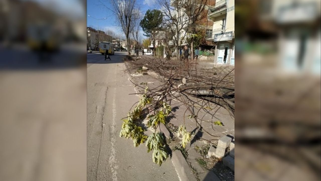 İnegöl Belediyesi ekipleri lodos nedeniyle ağaçlardan kopan dalları topladı