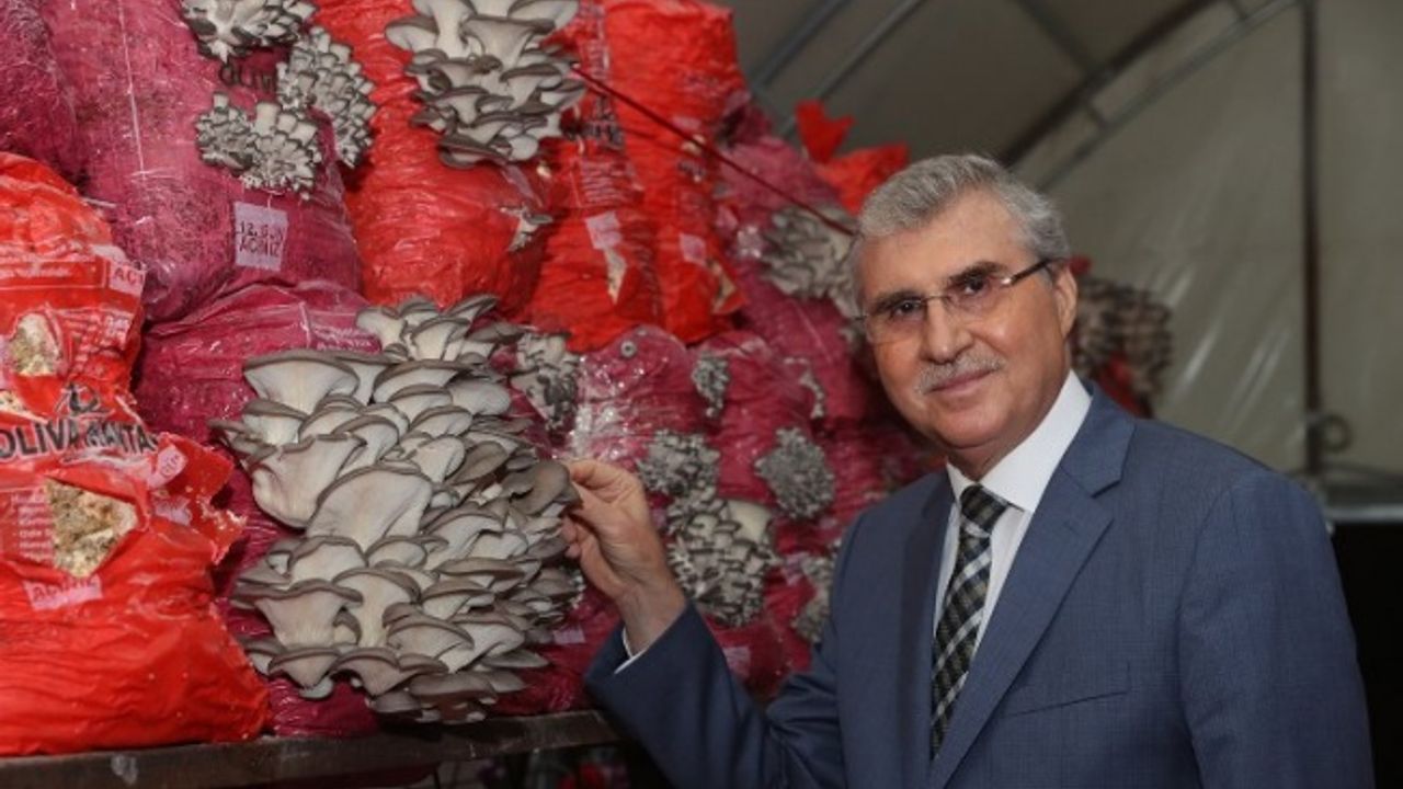 Sakarya'da istiridye mantarı üretimi devam ediyor 