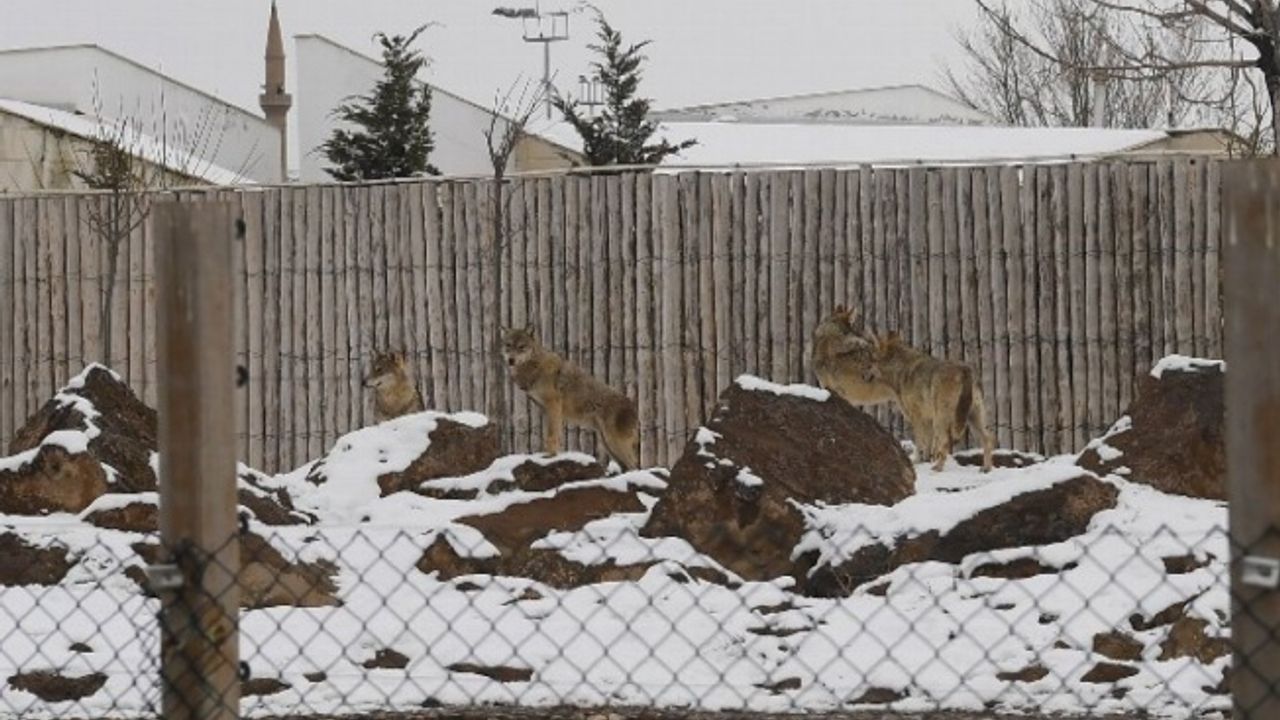 Kayseri Büyükşehir'in Hayvanat Bahçesi sakinleri karın keyfini çıkarıyor 