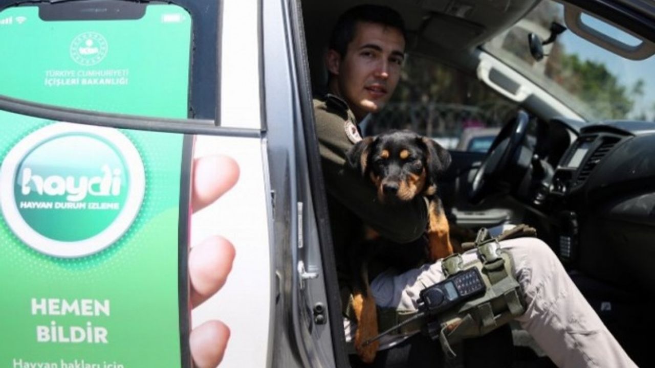 Mersin'de işkenceye maruz kalan köpeğin yüzü HAYDİ ile görüldü