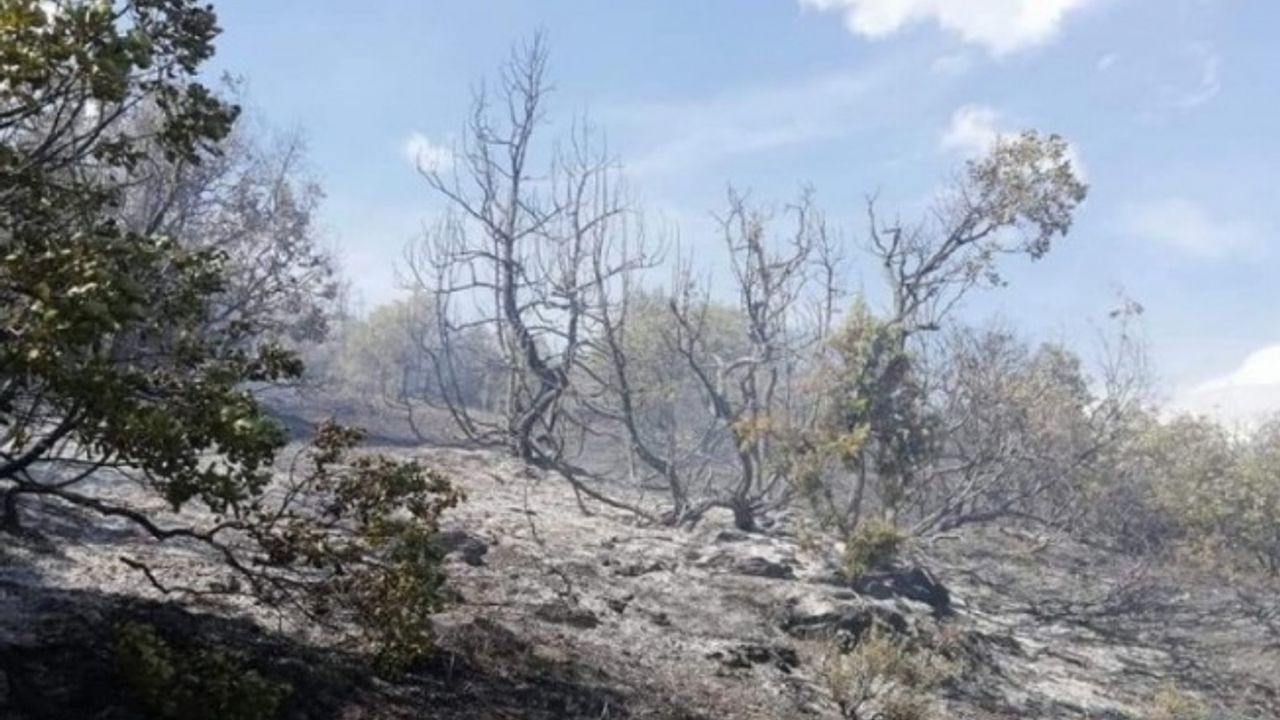 Bilecik Pazaryeri'nde orman yangını... 2 dekarlık alan zarar gördü