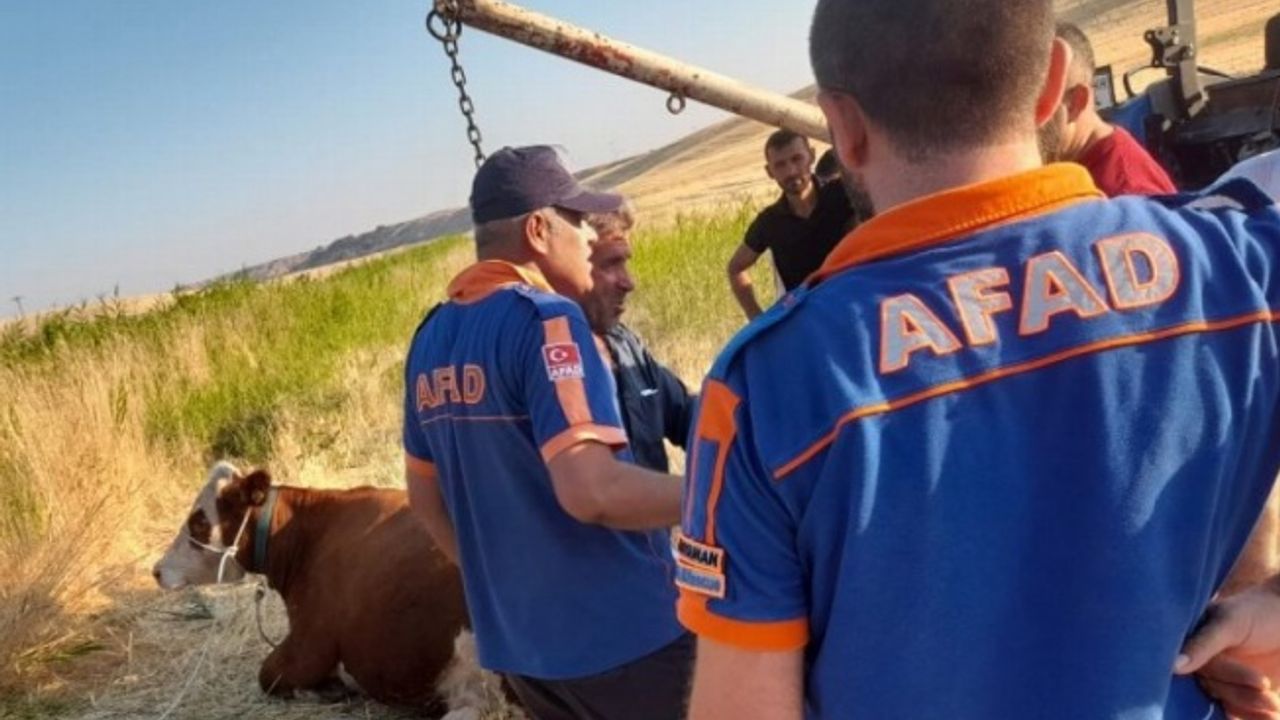 Adıyaman'da AFAD ekipleri kanala düşen ineği kurtardı