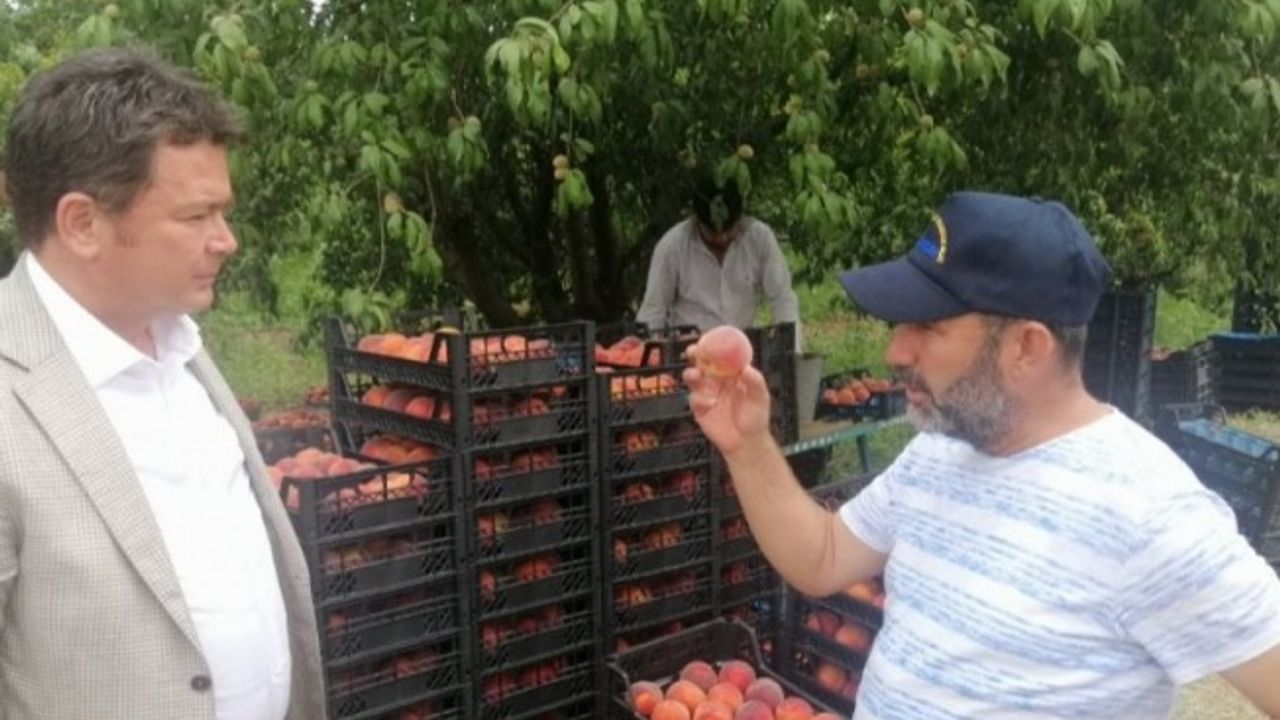 CHP'li Aydın: Böyle giderse şeftali üreticisi kalmayacak