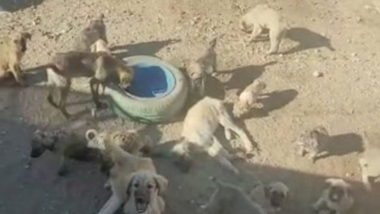Aksaray Ortaköy'de köpekler zehirlenerek öldürülüyor!