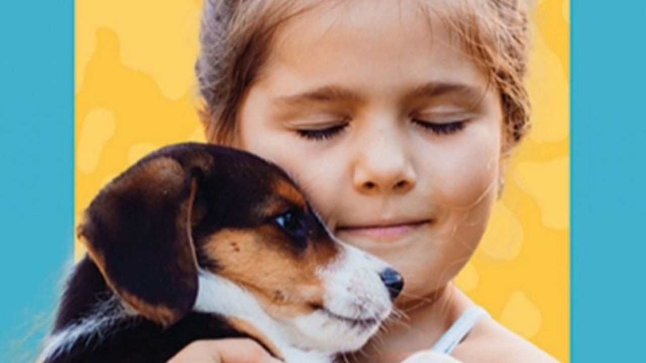 Bursa İnegöl'ün en güzel kedisi ve köpeği seçilecek