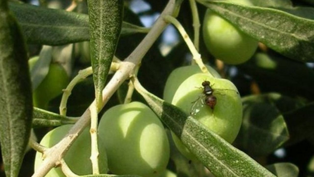 Bursa Mudanya'da zeytin sineği ile mücadele uyarısı