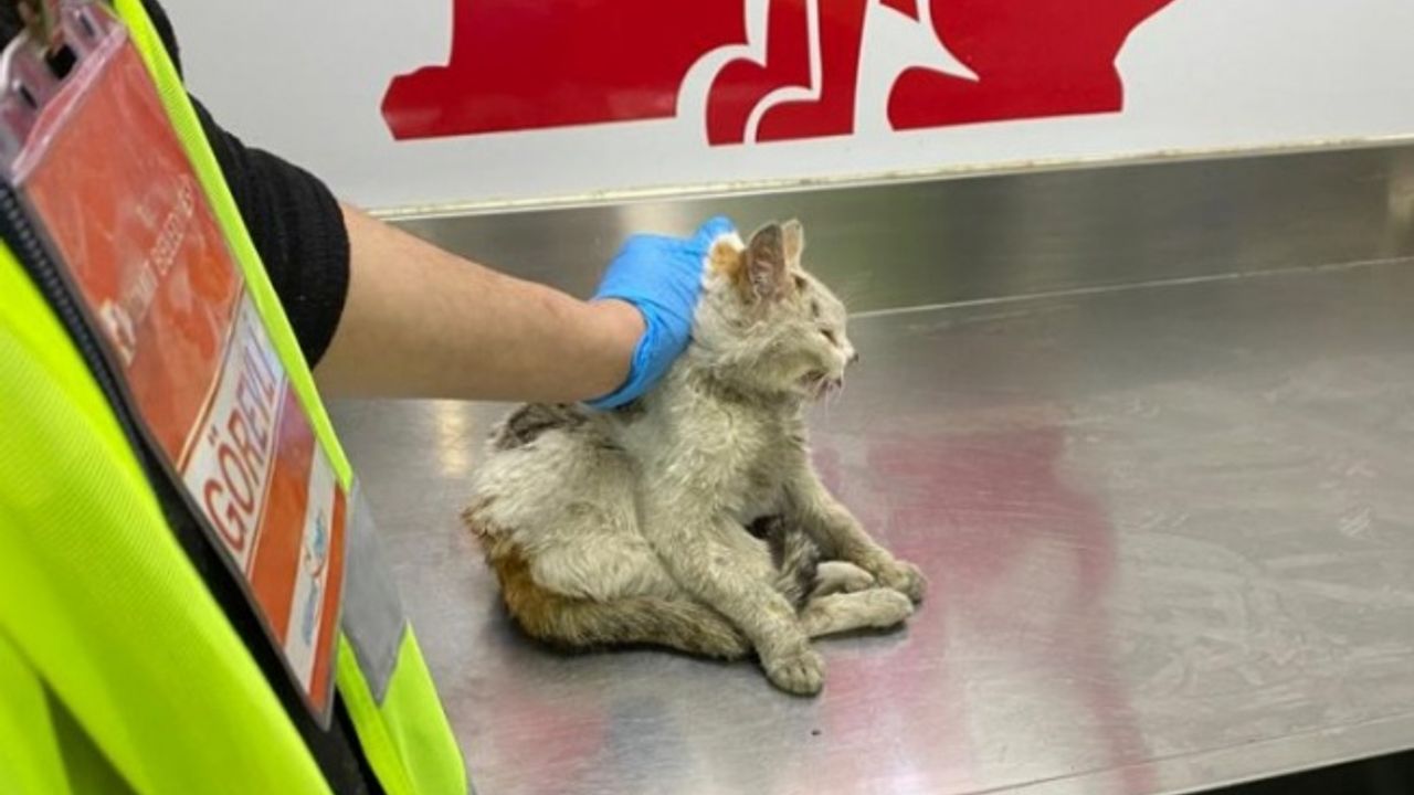 İzmit Belediyesi'nden afet bölgesindeki sokak hayvanlarına tedavi