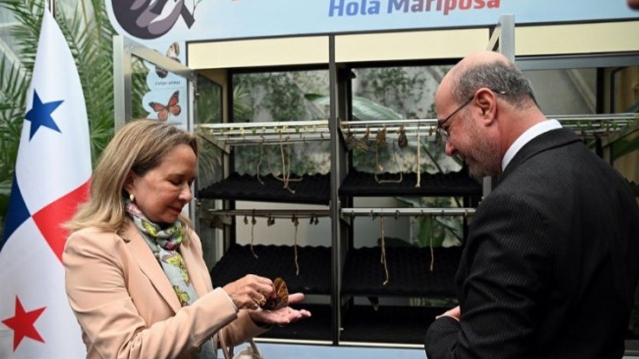 Panama kelebekleri Konya'da kanat çırptı... Kelebeklerin yeni cenneti olacak