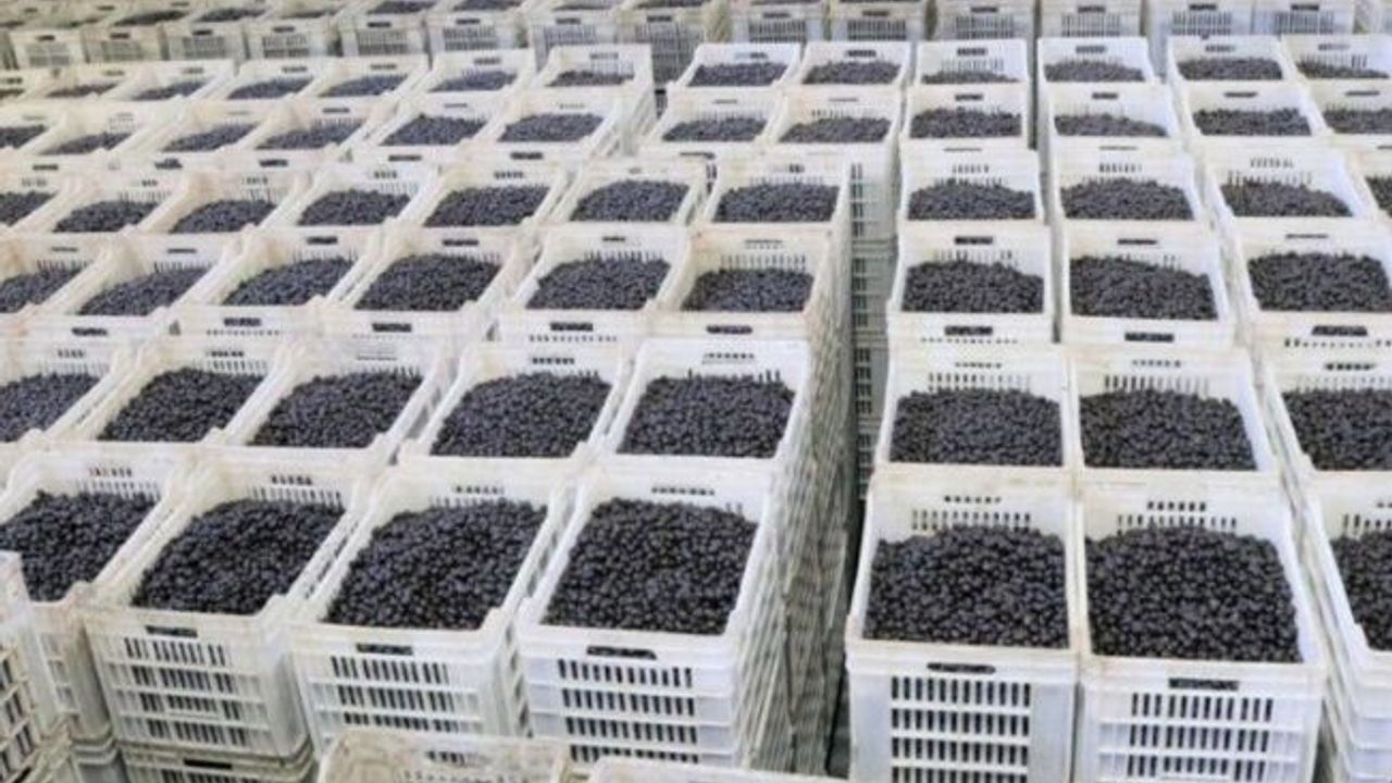 Marmarabirlik zeytin üreticisine olan borcu sıfırlıyor