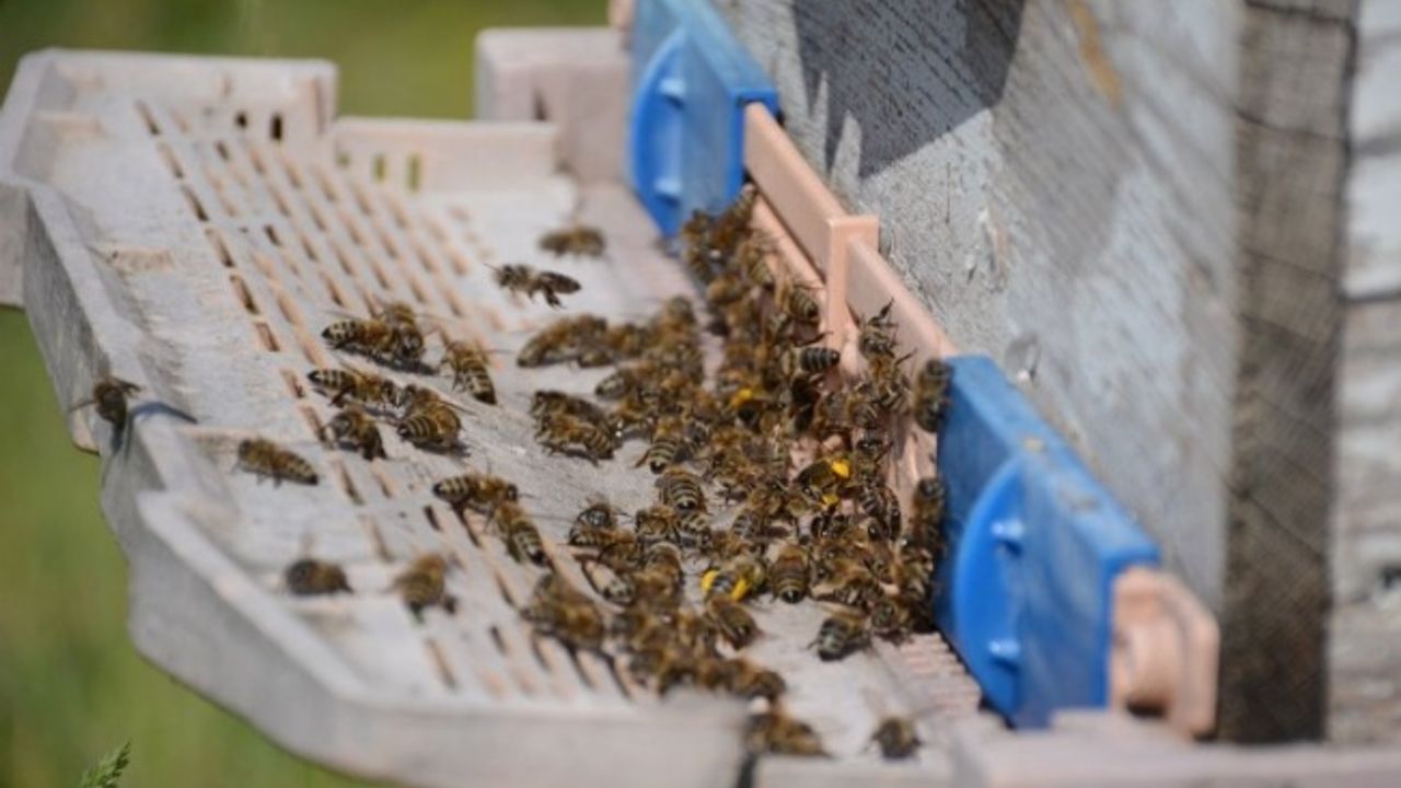 Bal arısı zehrinden çıkan bilimsel sonuç... Epilepsi ataklarına karşı etkili