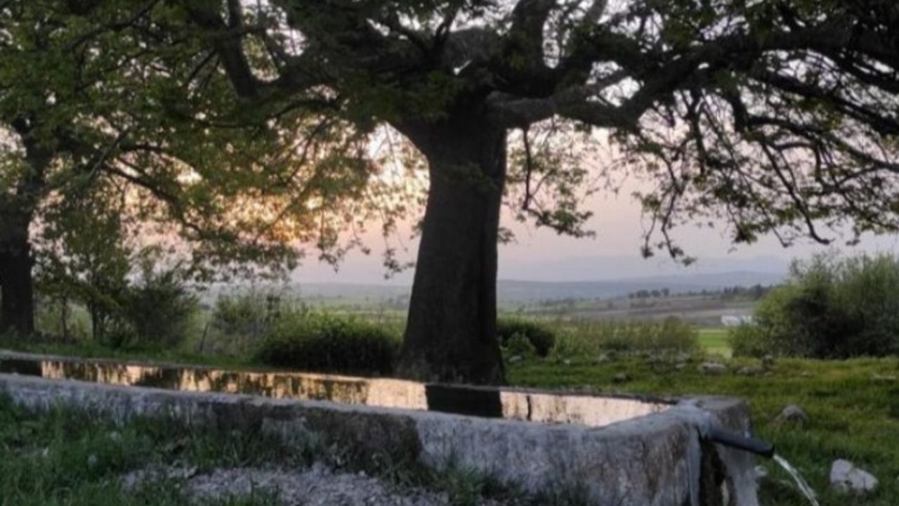 Bursa Yenişehir'de 15 yıldır dere suyu içiyorlar!