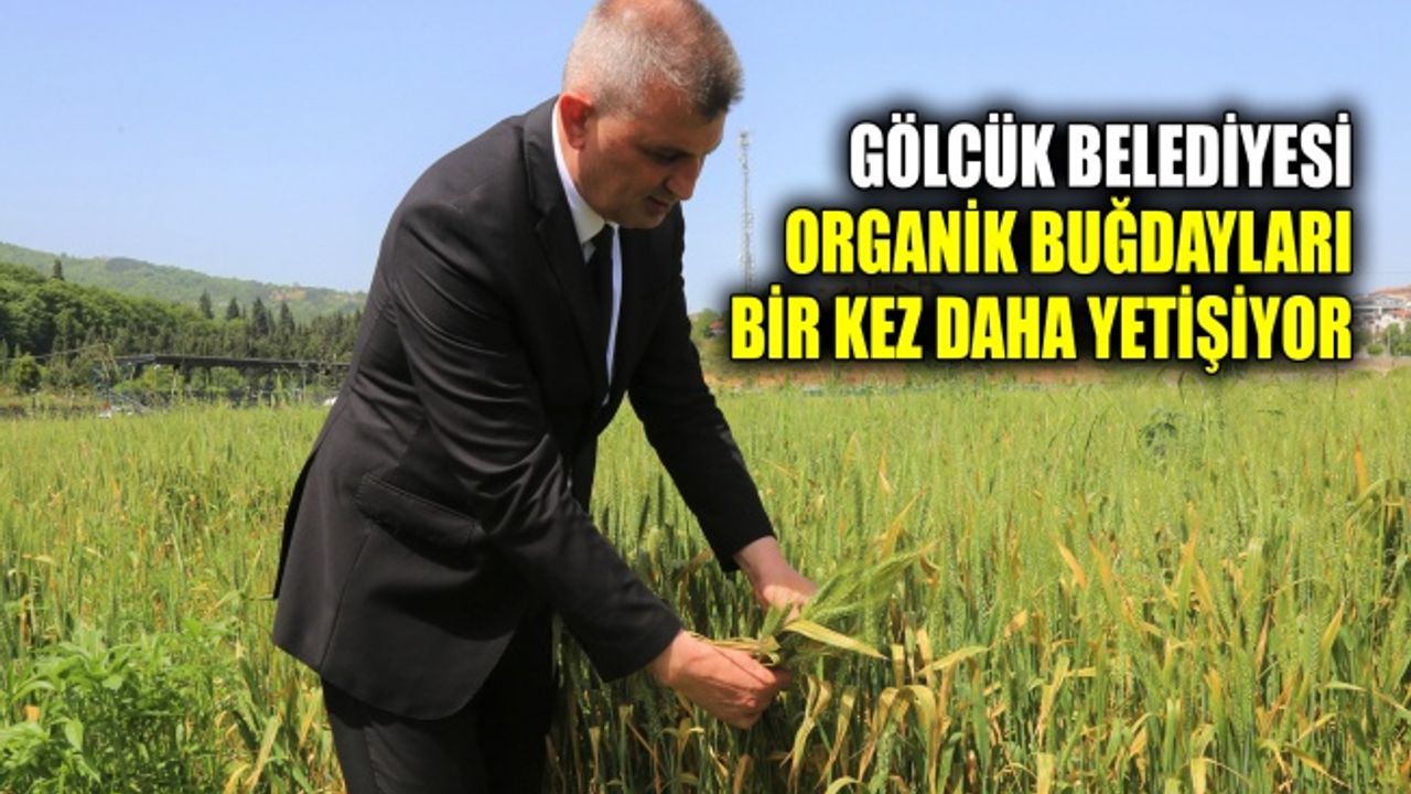 Gölcük Belediyesi organik buğdayları bir kez daha yetişiyor