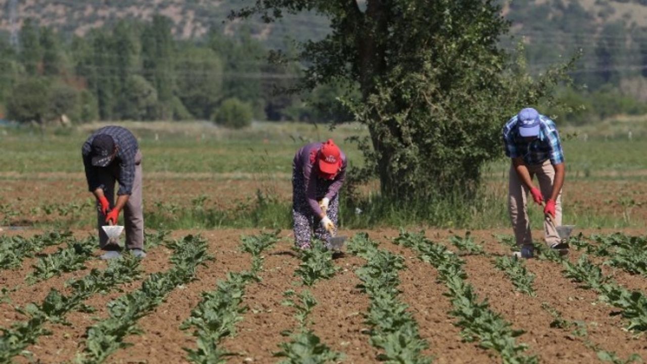 Konya Şeker 166 milyon TL avans ödeme yapacak
