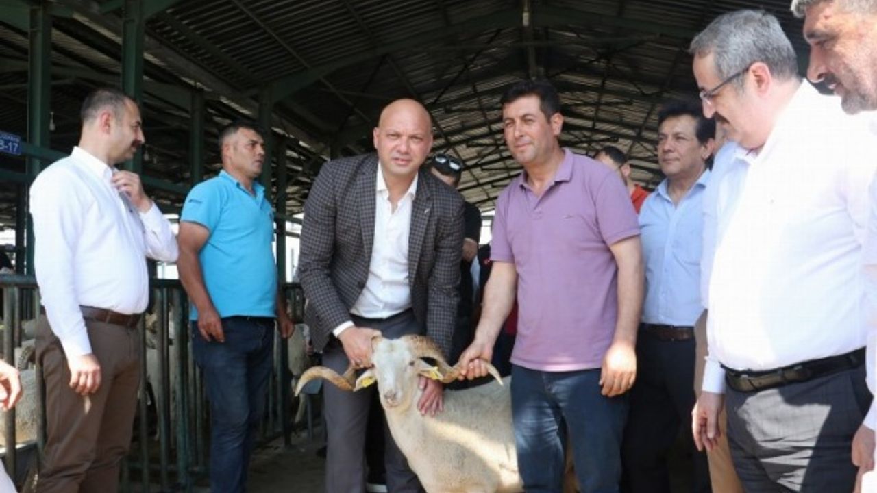 Manisa'da damızlık koçlar üreticilere teslim ediliyor