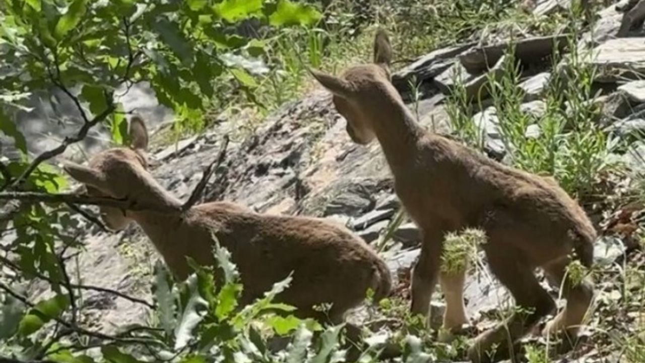 Öksüz kalan yavru yaban keçilerine 'süt anne' şefkati