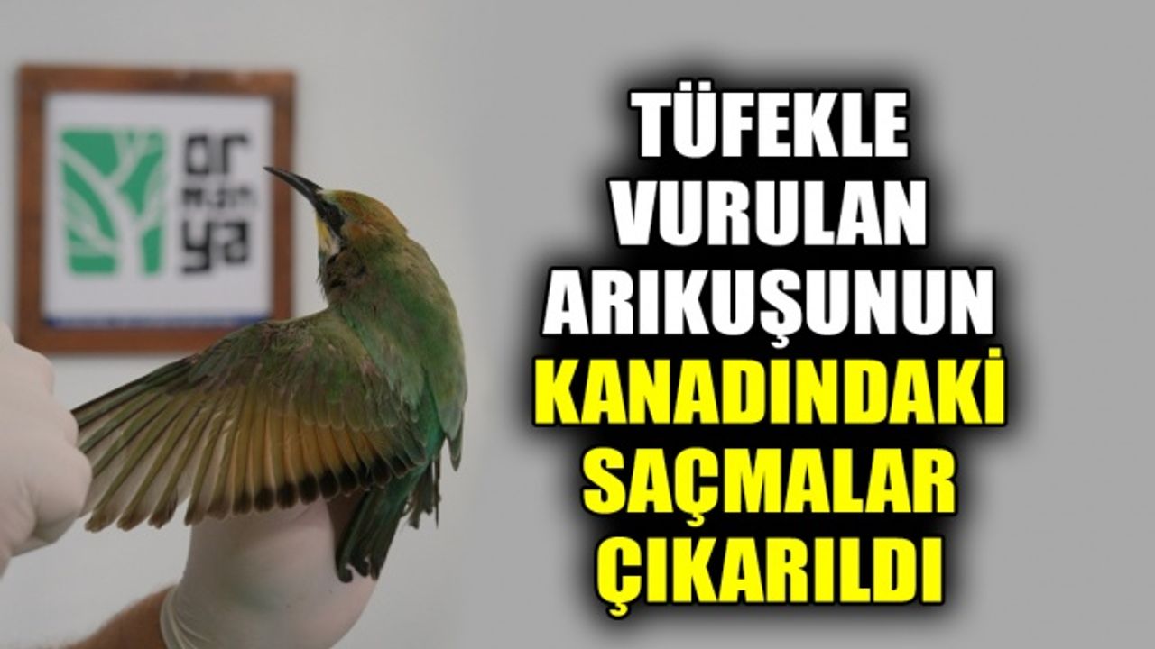 Tüfekle vurulan arıkuşunun kanadındaki saçmalar çıkarıldı