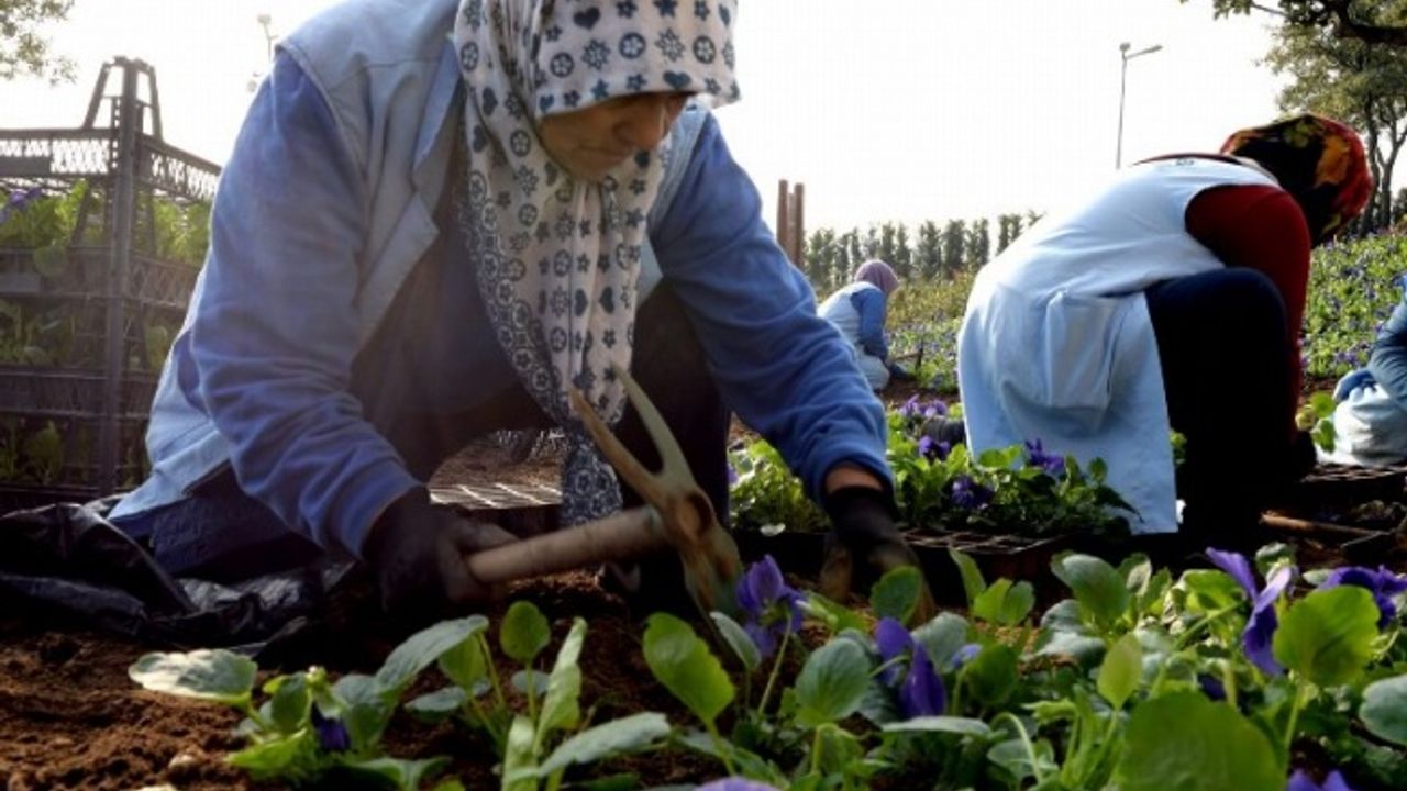Bursa Osmangazi’de 400 bin çiçek toprakla buluşuyor