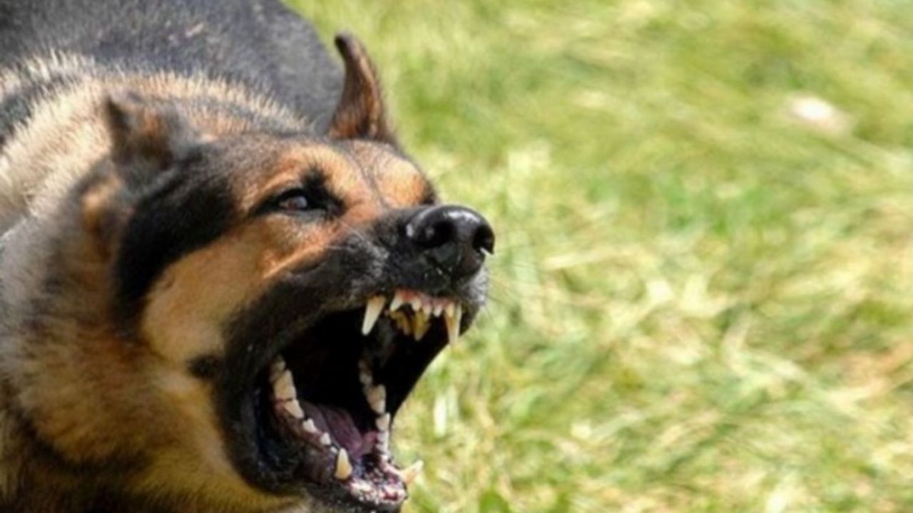 Ankara'daki köpek saldırısıyla ilgili İçişleri soruşturma başlattı