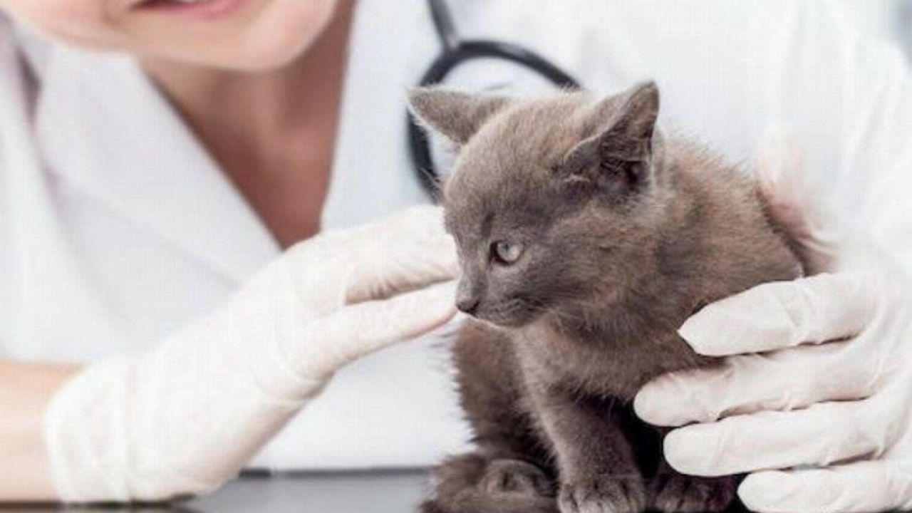 İşte 2024 yılı kedi-köpek muayene, kısırlaştırma ve aşı ücretleri…
