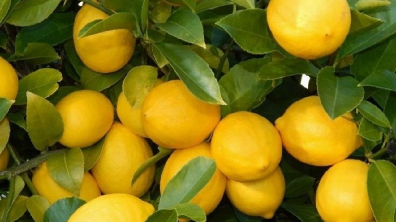 Üretici-market farkı en çok limonda! 3,5 liralık limon 17 liraya satıldı