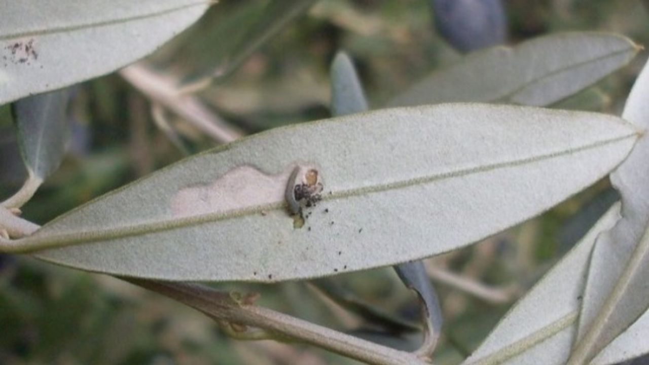 Bursa'da 'zeytin güvesi' ile ilaçlama mücadelesi başladı