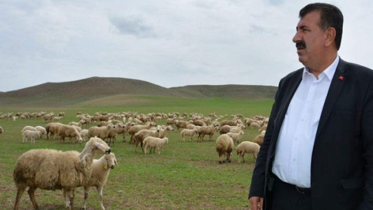 Çevre sorunları küçükbaş hayvancılığı olumsuz etkiliyor