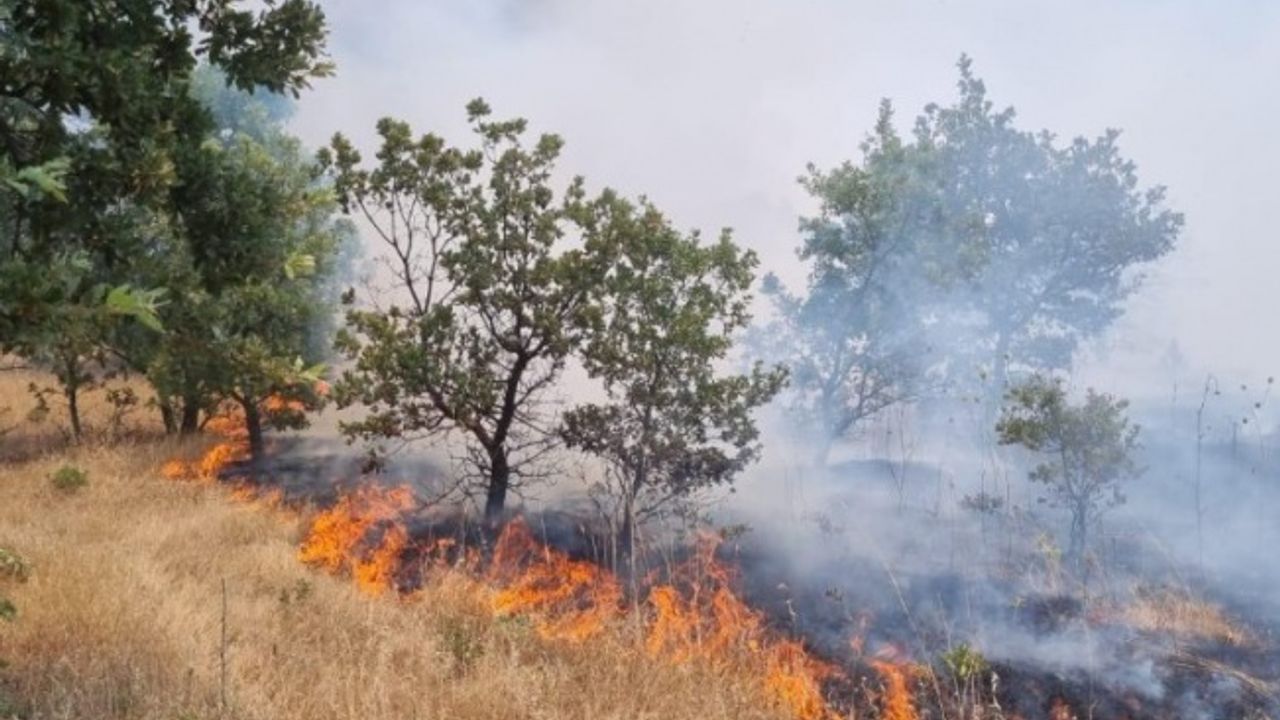 Manisa'da ormanlık alanı tehdit eden yangın