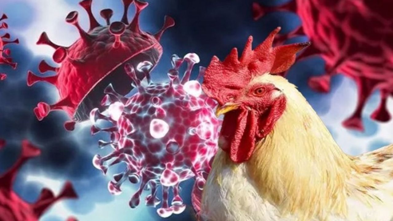 Meksika’da can alan kuş gribi endişelendirdi!  Tavuk eti ve yumurta tüketimiyle hastalık mümkün değil!