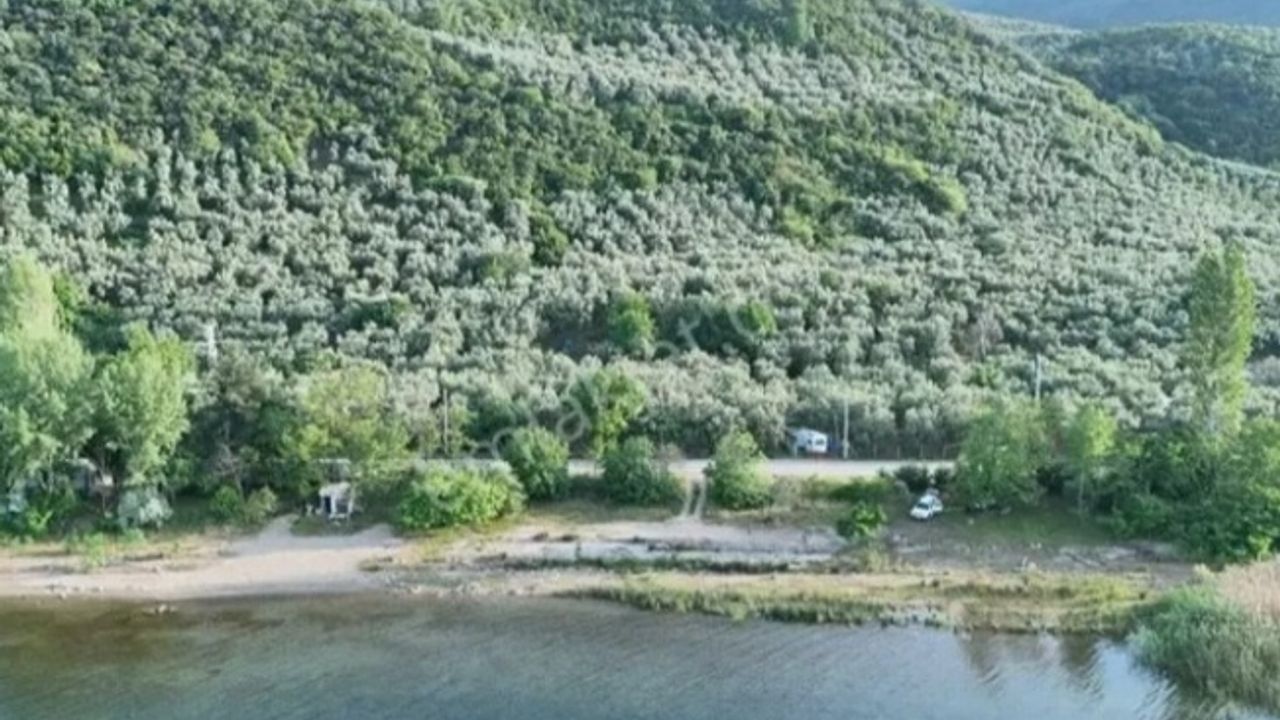 Bursa İznik’in zeytin tarlaları ilçeye renk katıyor