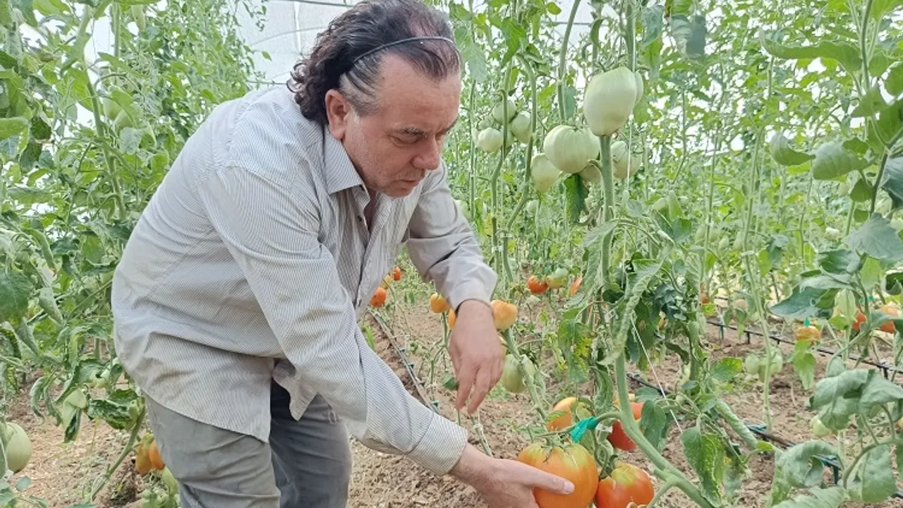 Hobi amaçlı kurduğu serada kavun boyunda domates üretiyor