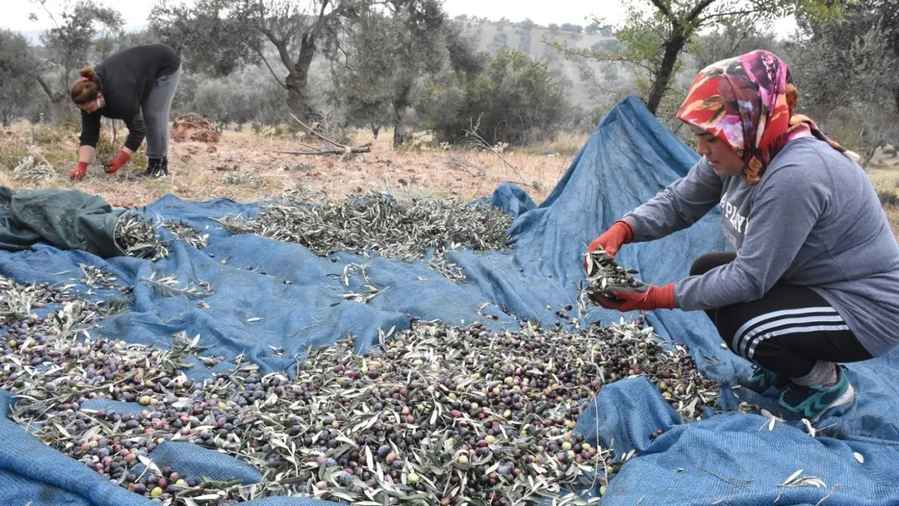 Bursa Ziraat Odaları, zeytin toplama işçilik ücretlerini belirledi
