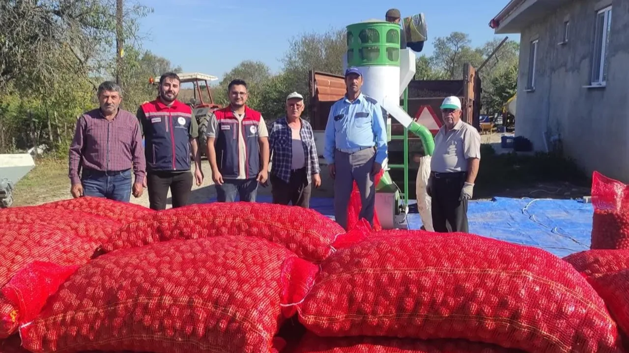 İpsala’nın Karaağaç Köyünde ceviz hasadı devam ediyor