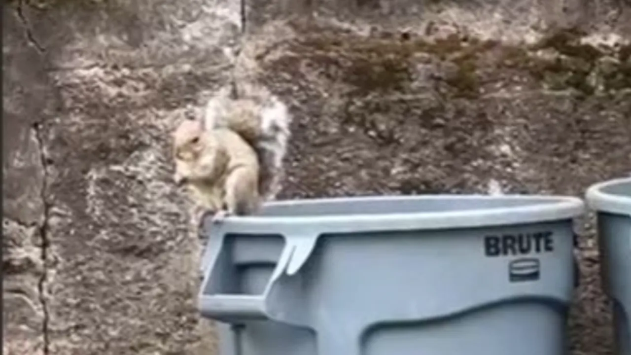 Kedi köpek yok ama... ABD'de sokakta dahi yürürken karşılaşılan ilginç yabani hayvanlar