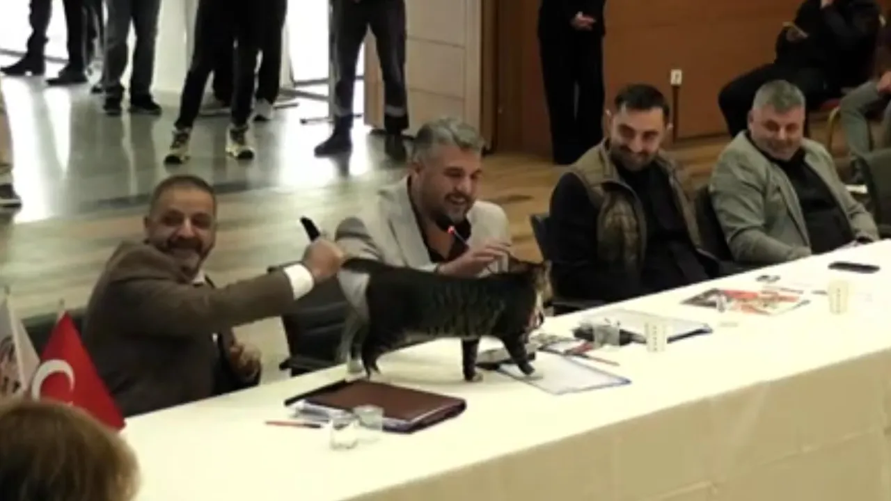 Şile'de AK Parti'den CHP'li üç belediye başkanına 'kedili' teşekkür!