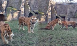 Bakü Zooloji Parkı’ndan, İstanbul Aslan Park’a