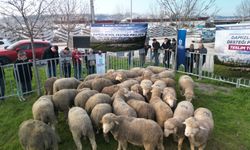 Büyükşehir’den üreticilere damızlık koç desteği