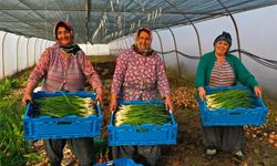 Çiftçilere yüzde 50 hibeli sera desteği