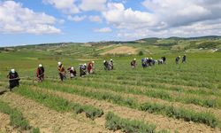 Tıbbi ve aromatik bitkilerin bahar temizliği yapılıyor