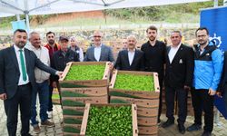 Gebze bölgesi sebze fidesi dağıtım töreni Kadıllı’da gerçekleşti