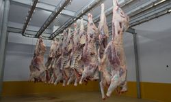 Büyükşehir Mezbahası’nda hijyenik ve helal kesim