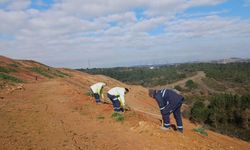 Balçık'ta 4 bin 500 sedir ağacı toprakla buluştu